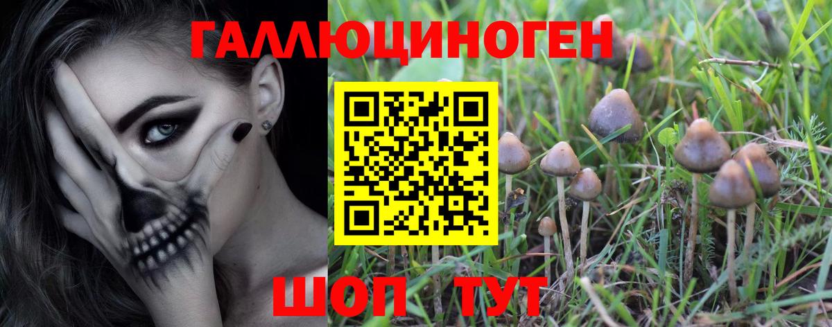 Галлюциногенные грибы Psilocybe Горячий Ключ